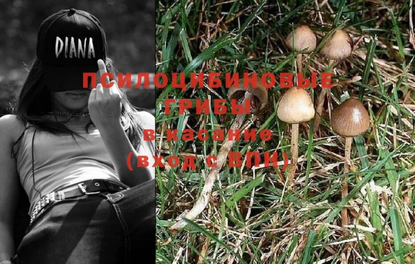 PSILOCYBIN Богородицк